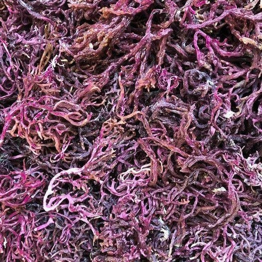nutrient-rich purple seamoss for wellness, skin, and vitality